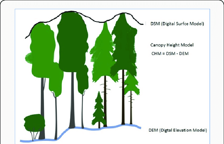canopy